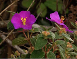 Osbeckia reticulata, leaves, flower buds and flowers at anthesis, Eravikulam NP, Kerala, India