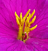 Osbeckia reticulata, stamens and erect curved red pistil, Eravikulam NP, Kerala, India