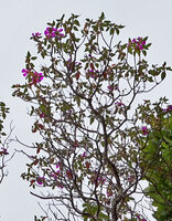 Osbeckia reticulata, topmost part of a tall tree in full bloom, Eravikulam NP, Kerala, India
