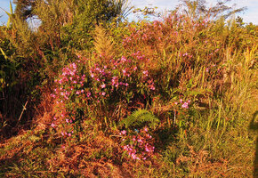 Osbeckia stellata as a shrub in open habitat, Phu Chi Fa, Chiang Rai, Thailand