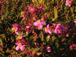 Osbeckia stellata blooming during the dry season, Phu Chi Fa, Chiang Rai, Thailand
