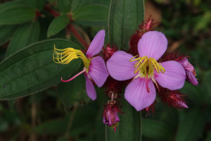 Osbeckia stellata, flowers, Doi Suthep, Thailand