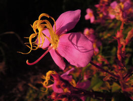 Osbeckia stellata, Phu Chi Fa, Chiang Rai, Thailand