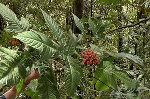 Osmoxylon cf. sessiliflorum, leaves and terminal inflorescence, Kwau, 1600 m asl, Arfak Mts, West Papua