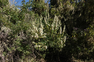 Otostegia tomentosa subsp. steudneri at forest edge, Simien NP, Ethiopia