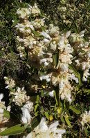 Otostegia tomentosa subsp. steudneri, flowering stems, Simien NP, Ethiopia