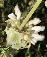 Otostegia tomentosa subsp. steudneri, flowers close up, Simien NP, Ethiopia