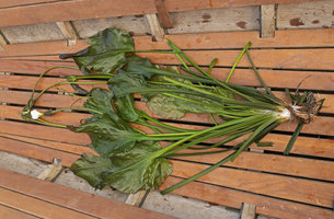 Ottelia cf. alismoides, a giant form, specimen, Inle Lake, Myanmar