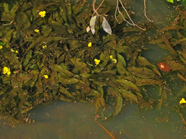 Ottelia ulvifolia, flowering population, Kita, Mali