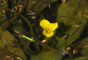 Ottelia ulvifolia, flower, Kita, Mali