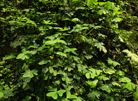 Oxalis griffithii on the vertical garden, Shinkansen station, Yamaguchi, Japan