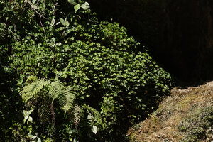 Oxalis latifolia, dense vegetative clump in the spray of the waterfall, Parque Ecologico Chichel, Quiche, Guatemala