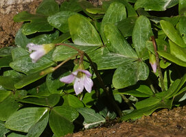 Oxalis latifolia, flower, Parque Ecologico Chichel, Quiche, Guatemala