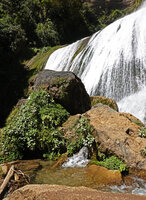 Oxalis latifolia in the sheltered anfractuosities of the Amparito Isabel waterfall, Parque Ecologico Chichel, Quiche, Guatemala