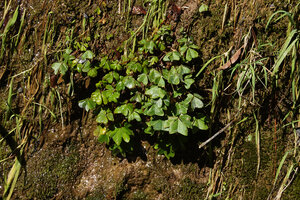 Oxalis latifolia on a seeping rock in the spray of the Amparito Isabel waterfall, Parque Ecologico Chichel, Quiche, Guatemala