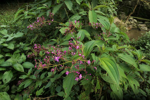 Oxyspora paniculata, terminal nodding inflorescencesNam Cang, Sapa, Vietnam
