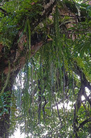 Oxystophyllum cf. atropurpureum as a freely hanging epiphyte near the seashore, Saleman, Seram, Moluccas 