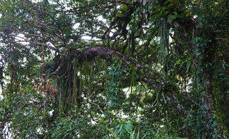 Oxystophyllum cf. atropurpureum, epiphytic population with freely hanging stems near the seashore, Saleman, Seram, Moluccas