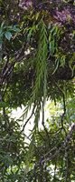 Oxystophyllum cf. atropurpureum, freely hanging stems, Saleman, Seram, Moluccas