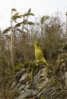 Pachira (syn. Bombacopsis) cubensis and Gaussia princeps, the two bottle trunk species on mogotes, Valle de Vinales, Cuba