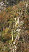Pachira (syn. Bombacopsis) cubensis individuals on vertical limestone cliff of the mogotes, Valle de Vinales, Cuba
