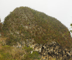 Pachira (syn. Bombacopsis) cubensis population with golden bottle trunks on vertical limestone cliff of the mogotes, Valle de Vinales, Cuba