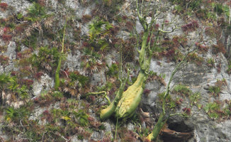 Pachira (syn. Bombacopsis) cubensis with golden bottle trunk on vertical limestone cliff of the mogotes, Valle de Vinales, Cuba