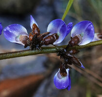 Pachyrhizus ferrugineus, flowers close up, Mountain Pine Ridge Forest Reserve, Belize