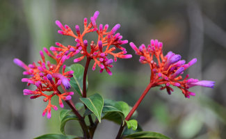Palicourea marcgravii, Chapada Diamantina, Brésil