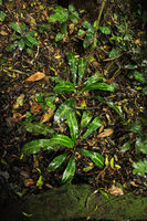 Palisota barteri in forest understory habitat, Kribi, Cameroun