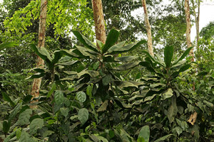 Palisota hirsuta in forest plantation, Kribi, Cameroun