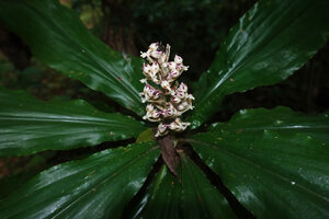Palisota orientalis, flowering cane stem in forest understory, Amani, East Usambara, Tanzania