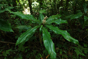 Palisota orientalis, flowering stem in forest understory, Amani, East Usambara, Tanzania