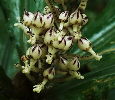 Palisota orientalis, inflorescence axes and flowers, Amani, East Usambara, Tanzania