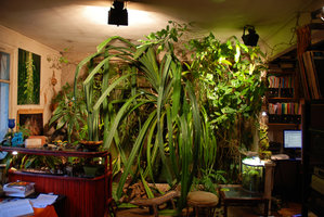 Benstonea (syn. Pandanus) atrocarpa, 10 years old, issued from a seed collected in an elephant dung in southern Thailand, vertical garden in Patrick Blanc Home, Creteil, 2008