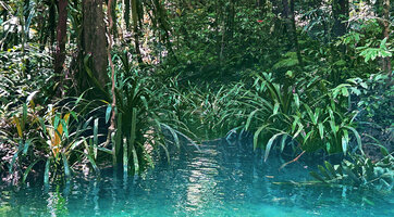 Pandanus balenii, dense population of young individuals on the banks of a fast flowing forest stream, Kali Biru, Warsambin, Waigeo, Raja Ampat, Southwest Papua
