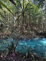 Pandanus balenii, young and subadult individuals on forest stream banks, Kali Biru, Warsambin, Waigeo, Raja Ampat, Southwest Papua