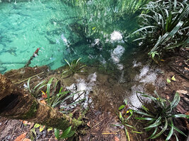 Pandanus balenii, young plants rooted in the muddy banks of a fast flowing forest stream, Kali Biru, Warsambin, Waigeo, Raja Ampat, Southwest Papua