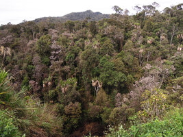 Pandanus brosimos in montane forest canopy, Tomba, 2800 m asl, Western Highlands, Papua New Guinea