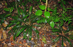 Pandanus crinifolius in deep shade, Cameron Highlands, Malaysia