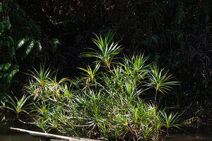 Pandanus yvanii, vegetative clump in open lake area, Deramakot FR, Sabah, Borneo