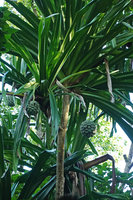 Pandanus dubius, hanging syncarpous infructescences, Nggatirana, Halisi, Solomon Islands