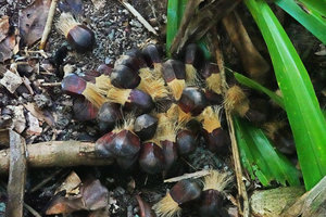 Pandanus dubius, individual drupes on the soil, dissociated from the syncarpous infructescence, Nggatirana, Halisi, Solomon Islands