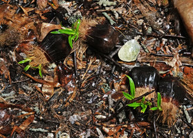 Pandanus dubius,  multiple plantlets emerging from each drupe, Nggatirana, Halisi, Solomon Islands
