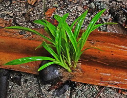 Pandanus dubius, numerous plantlets emerging from a single drupe, Nggatirana, Halisi, Solomon Islands