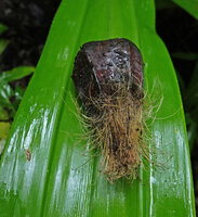 Pandanus dubius, one drupe with basal brush bristles, Nggatirana, Halisi, Solomon Islands