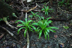 Pandanus dubius, seedlings, Nggatirana, Halisi, Solomon Islands