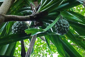 Pandanus dubius,  two hanging infructescences, Nggatirana, Halisi, Solomon Islands