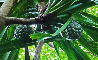 Pandanus dubius,  two hanging isyncarps, Nggatirana, Halisi, Solomon Islands