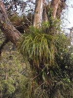 Benstonea epiphytica, Genting Highlands, Malaysia